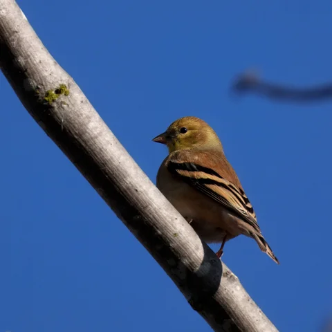 American Goldfinch