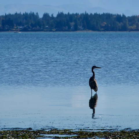 Great Blue Heron photographed at Drayton Harbor