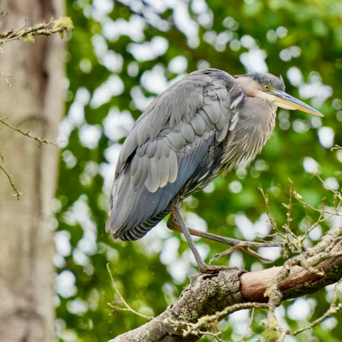 Great Blue Heron