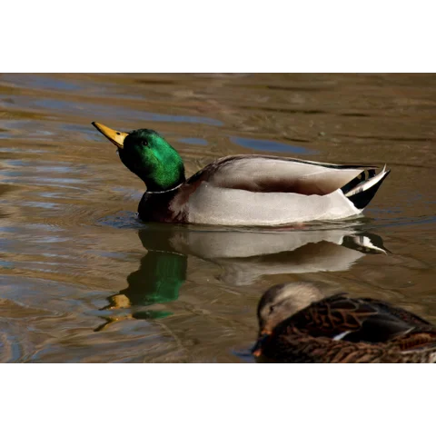 Mallard