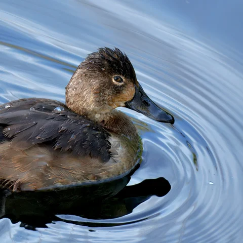 Lesser Scaup