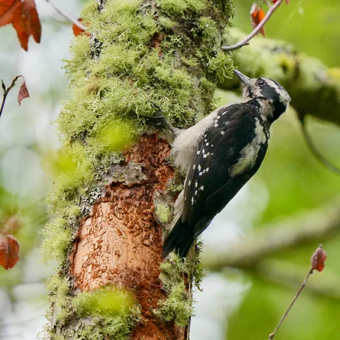 Hairy Woodpecker